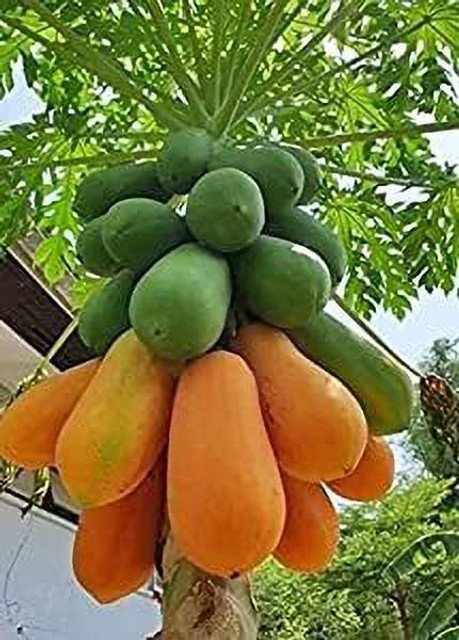 Papaya (hinog or hilaw)